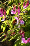 Lathyrus vernus RCP3-2012 081 bumble bee.JPG